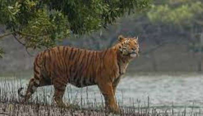 Sunderbans:  বাঘে-মানুষে লড়াই, জঙ্গল থেকে বেঁচে ফিরলেন মহিলা