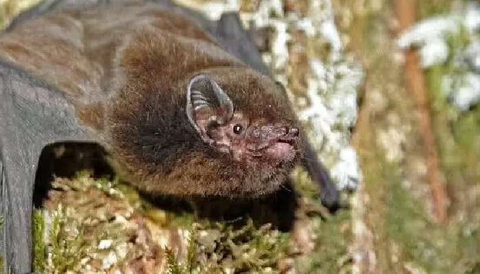 New Zealand bird of the year:&#039;সেরা পাখি&#039; বাদুড়! বিতর্ক তুঙ্গে