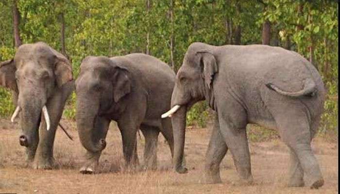 Jhargram: কালীপুজোর  দিনে হাতির হামলা, প্রাণ গেল যুবকের