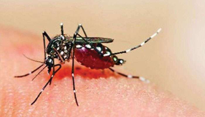 Dengue: রাজ্যে বাড়ছে ডেঙ্গি আক্রান্তের সংখ্যা, নজরে ৩ জেলা