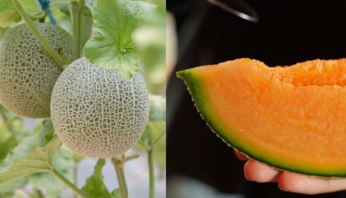 Yubari Melon: সোনার গয়নার চেয়েও দামি এই ফল! কোথায় পাওয়া যাবে এমন ফল? 