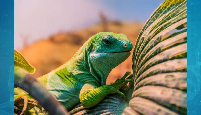 Evolution: মানুষের থেকে এগিয়ে টিকটিকি! 