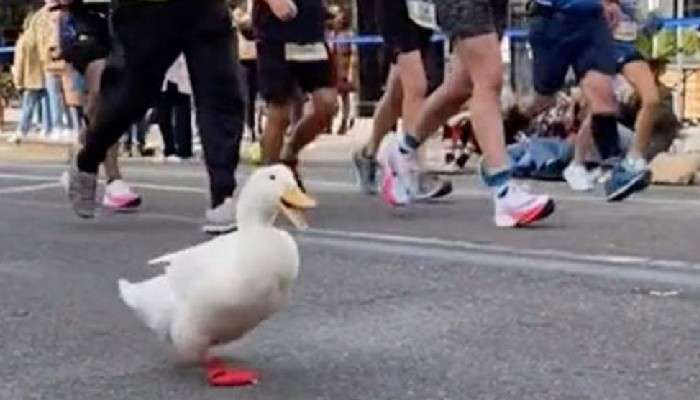 Duck in Marathon: লাল জুতো পরে ম্যারাথনে দৌড়ল মিষ্টি একটি হাঁস!