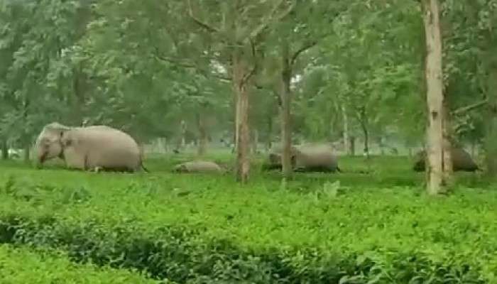 Malbazar: চা-বাগানে হাতির দল; আতঙ্কিত এলাকাবাসী