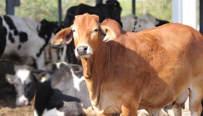 Cow Ambulance: দেশে প্রথম, যোগীর রাজ্যে এবার গরুদের জন্য অ্যাম্বুল্যান্স পরিষেবা