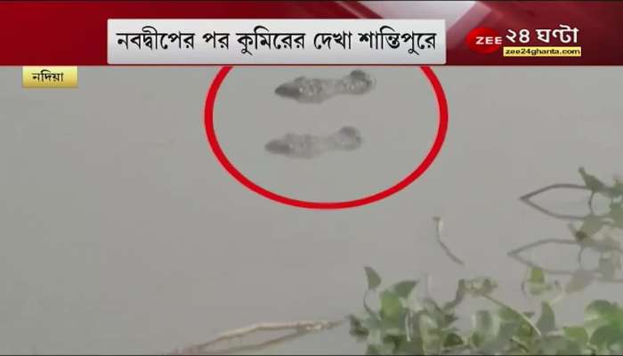 crocodile in Ganges again! Sometimes in the water, sometimes grazing| Viral News | Zee 24 ghanta