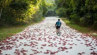 Red Crabs Migration: কাঁকড়ার জন্য 'নো এন্ট্রি' অস্ট্রেলিয়ার রাস্তায়!