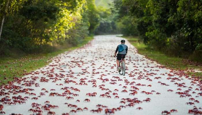 Red Crabs Migration: কাঁকড়ার জন্য &#039;নো এন্ট্রি&#039; অস্ট্রেলিয়ার রাস্তায়!