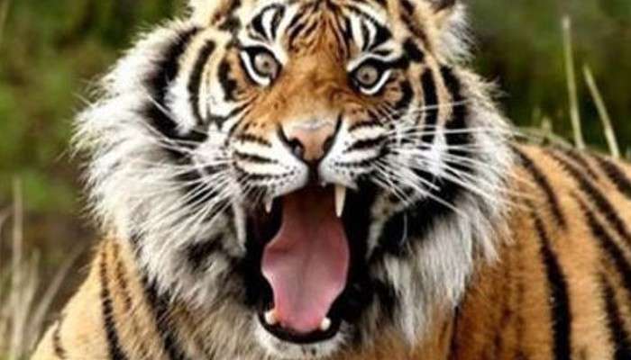 Kultali : কোথায় লুকিয়ে বাঘ? খাঁচা পেতে অপেক্ষায় বনকর্মীরা