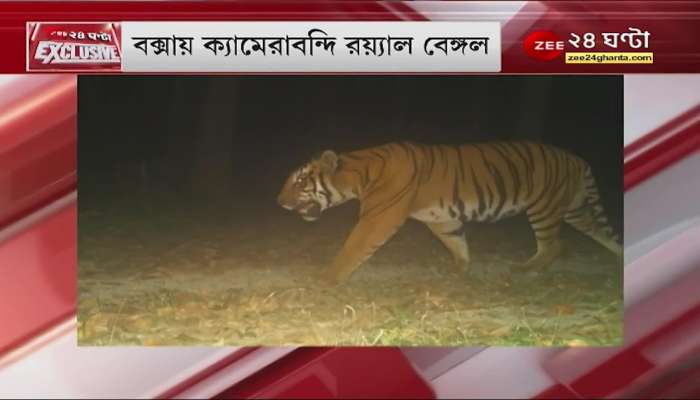 ZEE 24 Ghanta have exclusive picture of Royal Bengal Tiger from Buxa Forest 