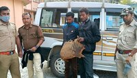 মধ্যপ্রাচ্যে পাচারের ফন্দি ছিল, মালবাজারে উদ্ধার বিপুল টাকার প্যাঙ্গোলিনের চামড়া