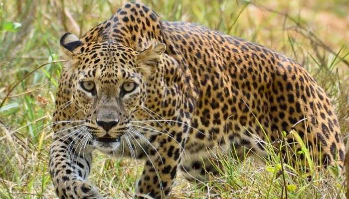 Alipurduar: মুখ থেকে রক্ত বেরোচ্ছে! ডুয়ার্সের চা বাগানে চিতাবাঘের ক্ষতবিক্ষত দেহ