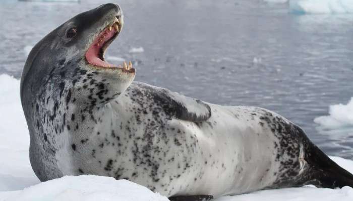 Leopard Seals: হাঙরকেও খেয়ে নিচ্ছে সিল মাছ! সমুদ্রজগতে কী হবে সুদূর ভবিষ্যতে?   
