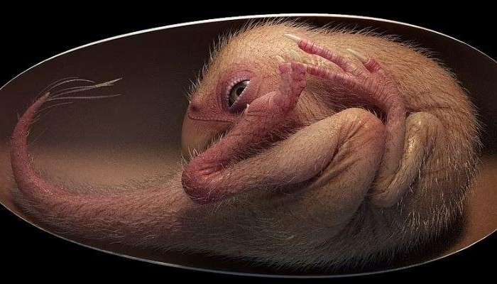 Baby Dinosaur Embryo: গবেষকদের হাতে আস্ত ভ্রুণ-সহ ডায়নোসরের ডিম! বয়স জানলে চমকে উঠবেন