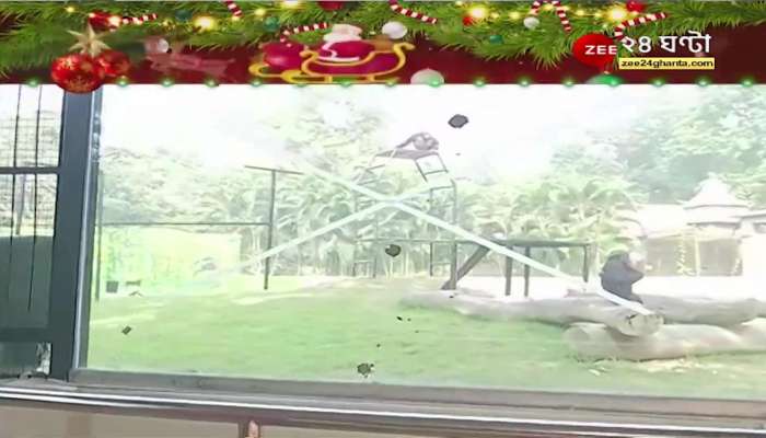 Christmas Celebration: crowd of tourists at the zoo