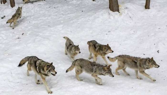Wolves: খাঁচা থেকে বেরিয়ে খোলা জায়গায় ঘুরে বেড়াচ্ছে নেকড়ের দল!