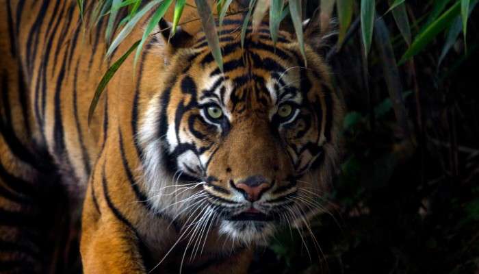Kultali Tiger Scare: এলাকায় ঘুরছে &#039;অভুক্ত&#039; বাঘ, ভয়ে সিঁটিয়ে গ্রামবাসীরা