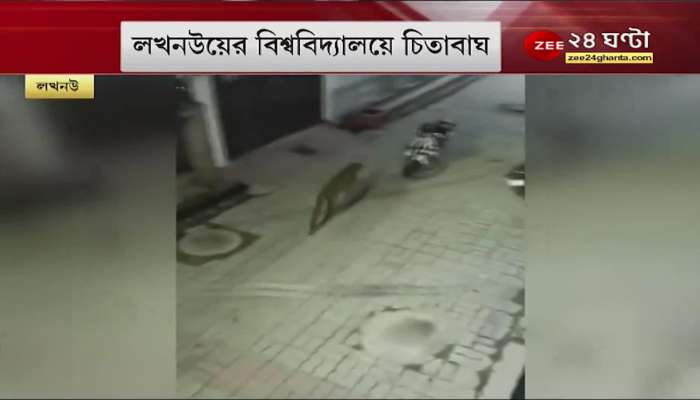 Lucknow Leopard in streets: leopard in University! at least 15 injured
