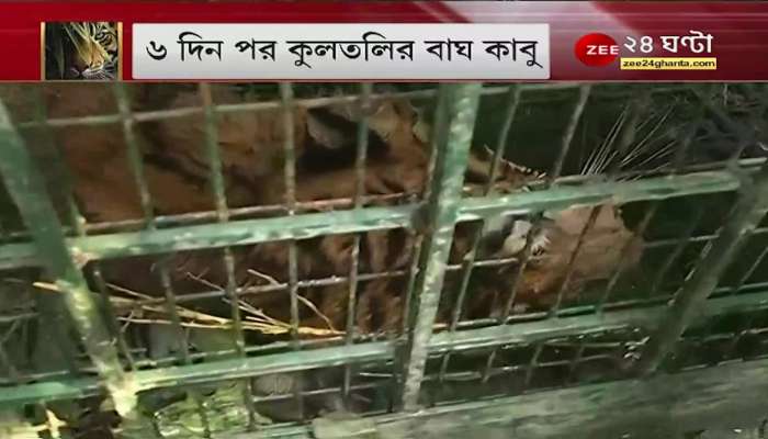 Kultali: After six days, finally the tiger has been caged | EXCLUSIVE Zee 24 Ghanta