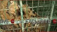ঘুমপাড়ানি গুলিতে কাবু, ৬ দিন পর বাগে কুলতলির বাঘ