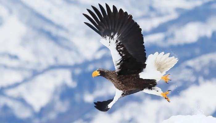 Rare Sea Eagle: হাজার মাইল পাড়ি দিয়ে এশিয়া থেকে মার্কিনদেশে উড়ে গেল বিশাল শিকারি ঈগল! 