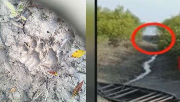 Royal Bengal Tiger : এক লাফে মিলিয়ে গেল জঙ্গলে! বর্ষশেষে বাঘের আতঙ্ক গোসাবায়