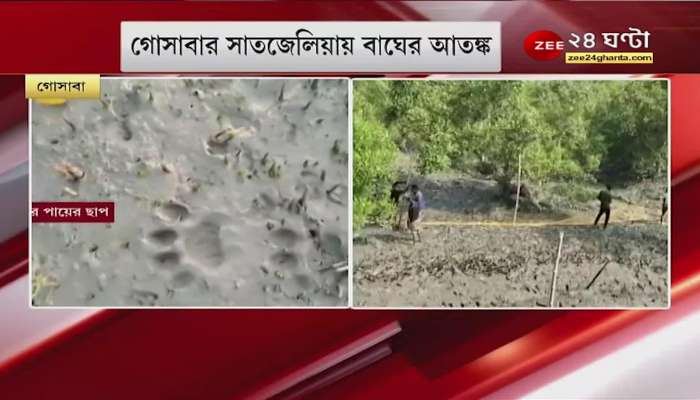1 forest worker injured in tiger attack