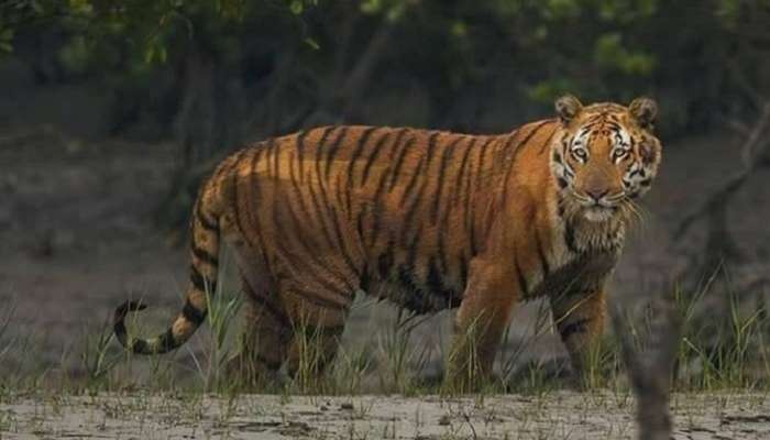 Royal Bengal Tiger: ৪ দিন পর বাঘ ফিরল নিজ ডেরায়, স্বস্তিতে গোসাবাবাসী