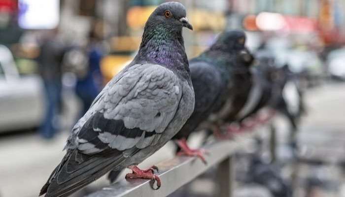 Millionaire Pigeon: শুধু দোকান ভাড়া দিয়েই পায়রার রোজগার ৯ লাখ টাকা! কোথায় জানেন? 