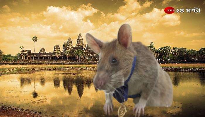 HeroRAT: মারা গেল Magawa! চাকরিজীবনে ১০০-র বেশি ল্যান্ডমাইন খুঁজেছে এই ইঁদুর