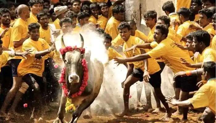Tamil Nadu: কোভিড নিয়ম মেনেই তামিলনাড়ুুতে শুরু হল জাল্লিকাট্টূ উৎসব