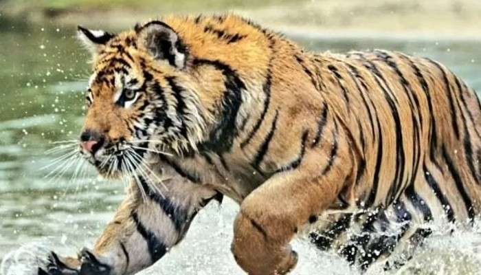 Royal Bengal Tiger: নদীর চরে বড় বড় পায়ের ছাপ! বাঘের আতঙ্ক এবার পাথরপ্রতিমায়