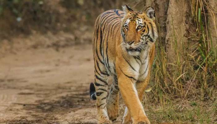 Tiger Census: বক্সায় শুরু বাঘসুমারি; হিসেব নেওয়া হবে হাতিরও!   