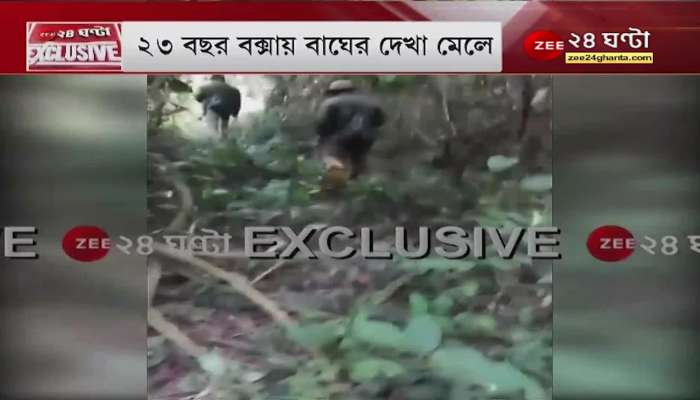 Buxa: Tiger census started in Buxa; After 23 years, a tiger was seen in a buxa Bangla News