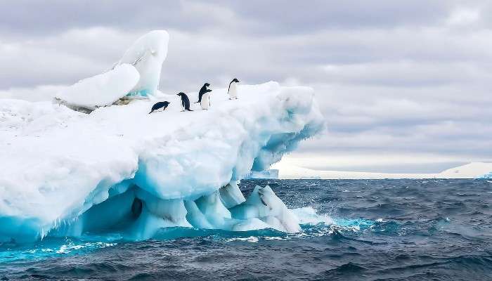 Antarctica: সমুদ্রের তলায় আস্ত এক 'দেশ'! ৬ কোটি 'নাগরিক' সেই দেশের! Antarctica: সমুদ্রের তলায় আস্ত এক 'দেশ'! ৬ কোটি 'নাগরিক' সেই দেশের!