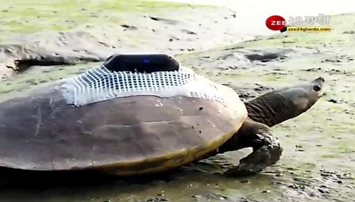 Sundarban: After 10 years, a rare species of tortoise has been released in the Chamtar forest of Sundarbans | Tortoise | Animal