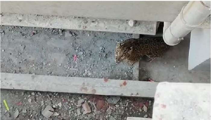 Leopard In Cooch Behar: বাড়ির শৌচাগারের সামনে দাঁড়িয়ে চিতাবাঘ! হুলুস্থুলু কোচবিহারে