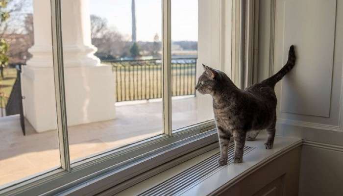 White House: হোয়াইট হাউসে এবার ঠাঁই পেল বাইডেনের 'উইলো'