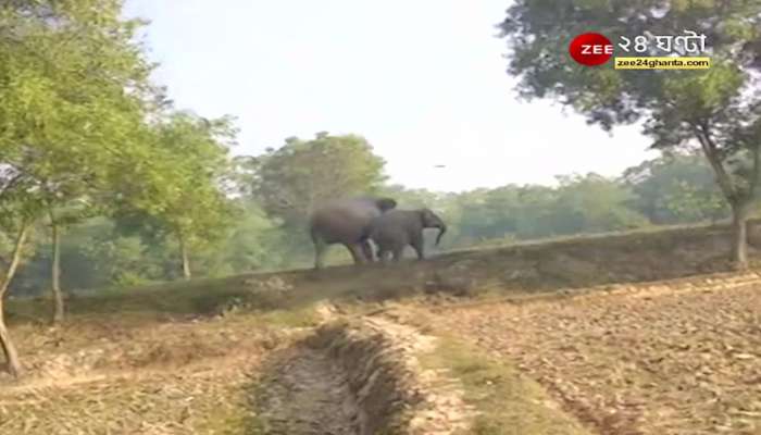 Jhargram Elephant: The people of Jhargram are suffering from elephant 