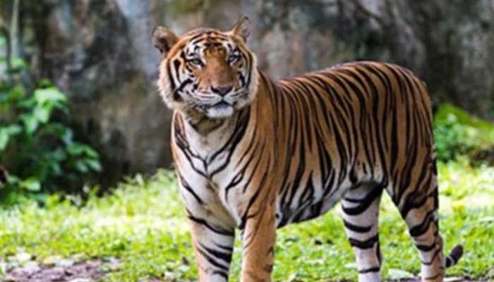 Royal Bengal Tiger: জঙ্গল থেকে নদী পেরিয়ে লোকালয়ে, সন্দেশখালিতে ধরা পড়ল বাঘ