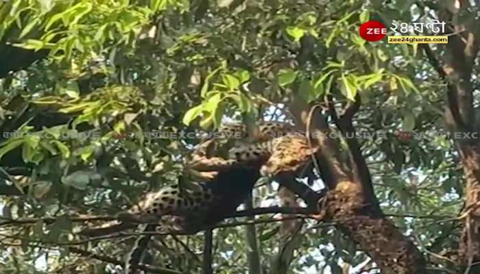 Video: Forest workers rescued Leopard by sleeping bullets | ZEE 24 Ghanta EXCLUSIVE | Cheetah