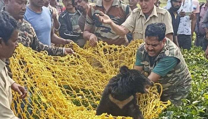 Buxa West: চা-বাগানে হঠাৎই এক ভালুক! নির্বিঘ্নে উদ্ধার করে পাঠানো হল বনে