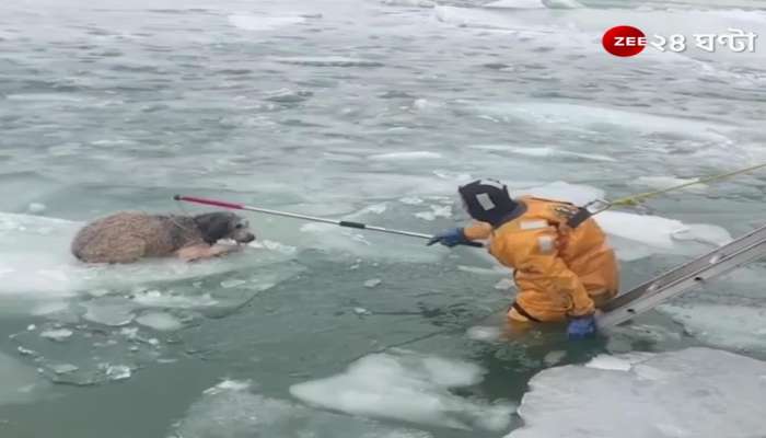 Michigan: A dog got stuck in a floating iceberg in Michigan, then? - Watch this video