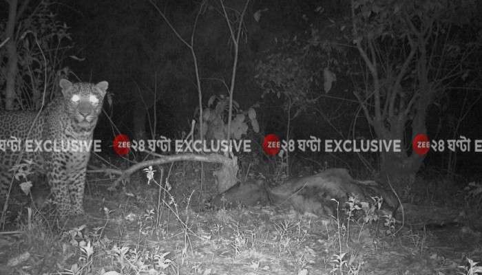 Leopard in Purulia:  জঙ্গলে ঘাপটি মেরে বসে চিতাবাঘ! ক্যামেরায় ধরা পড়ল ছবি