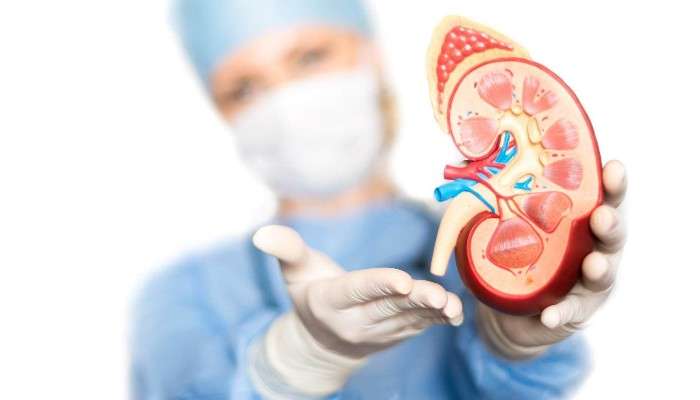 kidney: খিদে কম হচ্ছে, ক্লান্তি লাগছে? সাবধান! বড় ধরনের শারীরিক সমস্যার মুখোমুখি হতে পারেন!