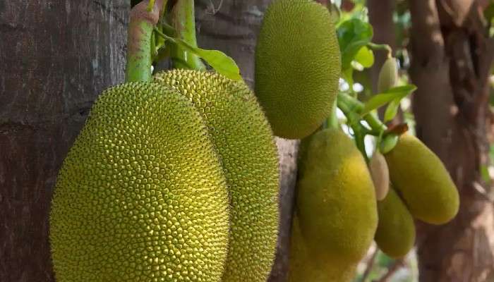 Green Jackfruit: গরমের এই সবজিটি অ্যান্টি-এজিং; বয়স ধরে রাখতে জমিয়ে খান