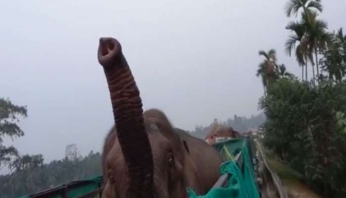Elephant Seized: নিয়ে যাওয়া হচ্ছিল গুজরাটে, জলপাইগুড়িতে আটক ৬ ট্রাক ভর্তি হাতি