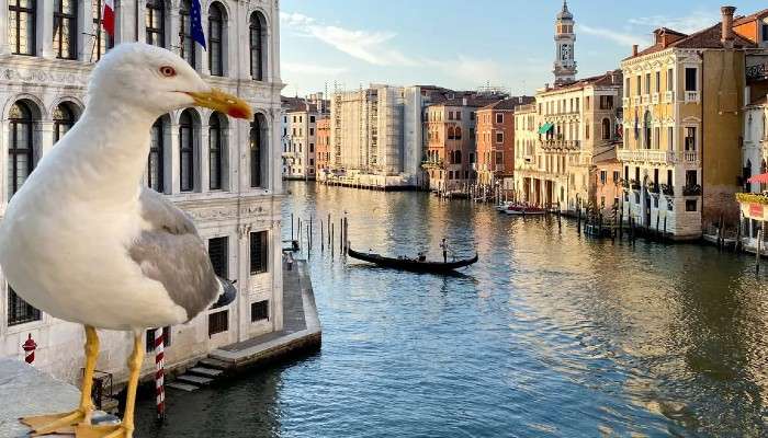 Venice: এই শহরের প্রত্যেক পর্যটকের হাতে বন্দুক কেন?