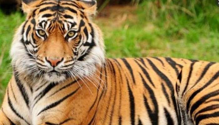 Royal Bengal Tiger: লোকালয়ে বাঘের পায়ের ছাপ! আতঙ্ক ঝড়খালিতে