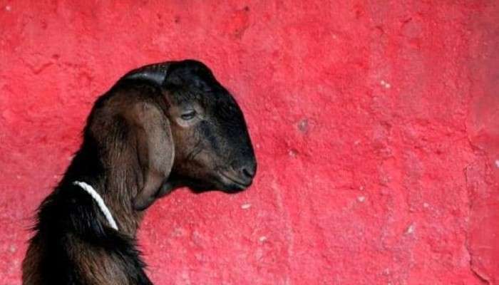 Kerala Pregnant Goat Killing: চূড়ান্ত পাশবিকতা! ৪ মাসের অন্তঃসত্ত্বা ছাগলকে &#039;ধর্ষণ&#039;-&#039;খুন&#039;, ধৃত ১